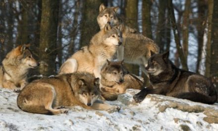 Idaho Hunters Can Make Up to $2,500 for Every Dead Wolf Through New Reimbursement Program