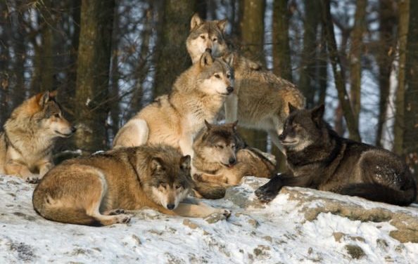 Idaho Hunters Can Make Up to $2,500 for Every Dead Wolf Through New Reimbursement Program