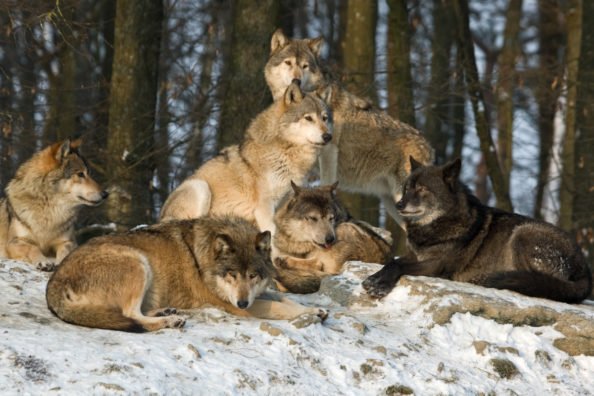 Idaho Hunters Can Make Up to $2,500 for Every Dead Wolf Through New Reimbursement Program