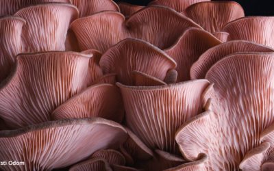 Incredible Mushroom Timelapse