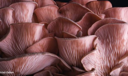 Incredible Mushroom Timelapse