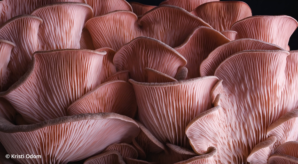 Incredible Mushroom Timelapse