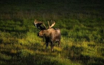 Moose Hunting Rifle: Calibers, Features, and a Few Suggestions
