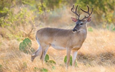 Public Land in Texas: A (Very) Brief History
