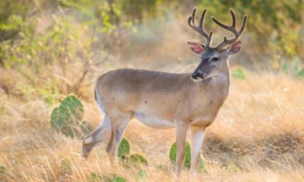 Public Land in Texas: A (Very) Brief History