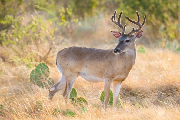 Public Land in Texas: A (Very) Brief History