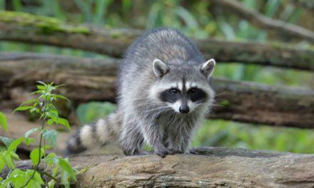 Raccoon Hunting: Where You Can Do It, and Tactics Most Commonly Use