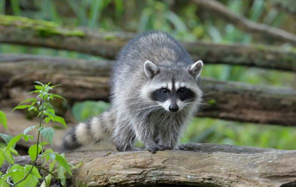 Raccoon Hunting: Where You Can Do It, and Tactics Most Commonly Use