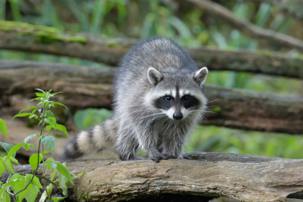 raccoon