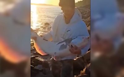 Rare Piebald Catfish Caught and Released in Mississippi River by Missouri Angler