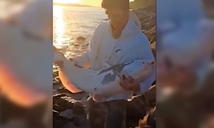 Rare Piebald Catfish Caught and Released in Mississippi River by Missouri Angler