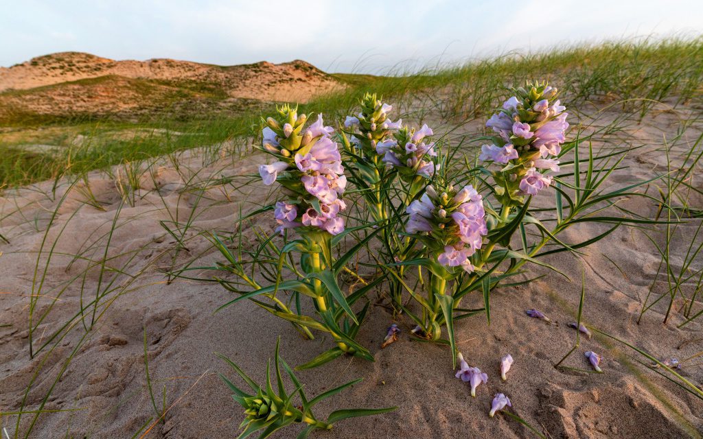 Restoring the Blowout Penstemon