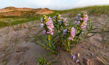 Restoring the Blowout Penstemon