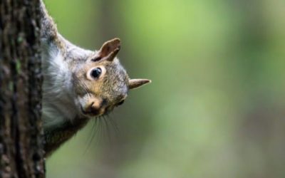 Squirrel Hunting: When and Where You Can Do It and a Few Tactics to Try