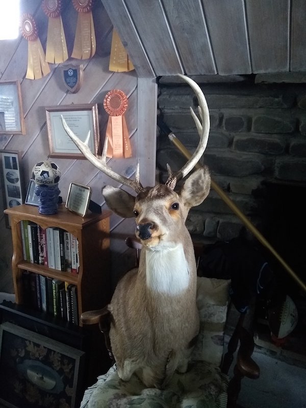 taxidermy deer mount