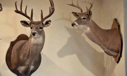 Taxidermy Deer Mount: How Much is Too Much to Pay?