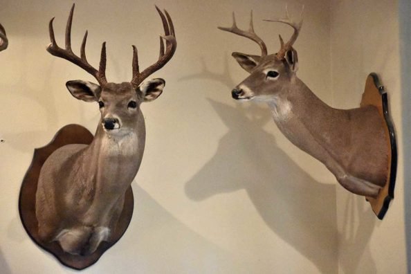 Taxidermy Deer Mount: How Much is Too Much to Pay?