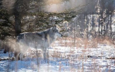 The 6 Best Wolf Hunting Guns
