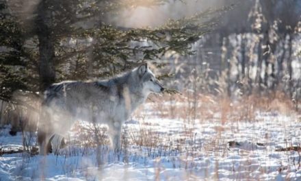 The 6 Best Wolf Hunting Guns