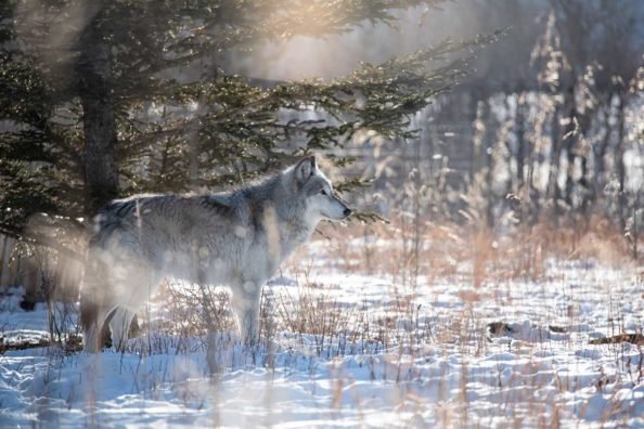 The 6 Best Wolf Hunting Guns