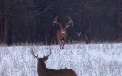 The Largest Wild Buck Ever Caught on Camera, as Filmed by Drury Outdoors