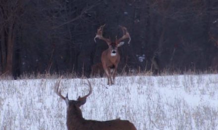 The Largest Wild Buck Ever Caught on Camera, as Filmed by Drury Outdoors