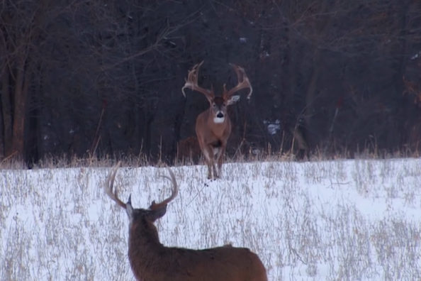 The Largest Wild Buck Ever Caught on Camera, as Filmed by Drury Outdoors