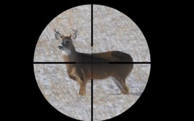Why a Lung Shot is the Best Choice for Shot Placement on Deer