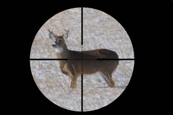 Why a Lung Shot is the Best Choice for Shot Placement on Deer