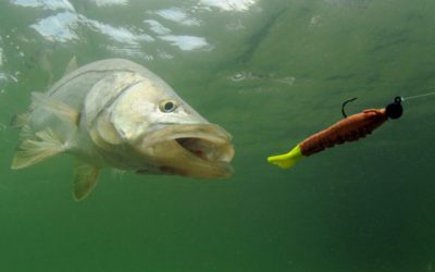 5 Best New Saltwater Fishing Lures to Add to Your Tackle Box