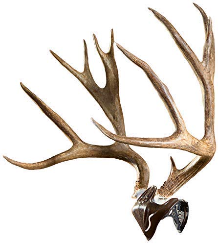 European Skull Mount