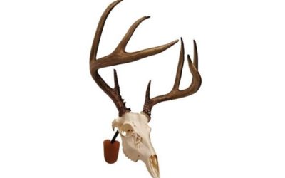 5 Great European Skull Mount Kits