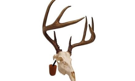 5 Great European Skull Mount Kits