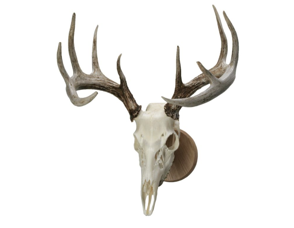 European Skull Mount