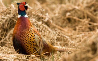 5 Species That You Thought Were Native, But Aren’t