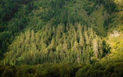 5 Things to Avoid When Looking for a Hunting Property