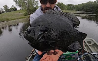 Angler Jigs Up Ridiculously Chunky Hybrid Bluegill From Small Farm Pond