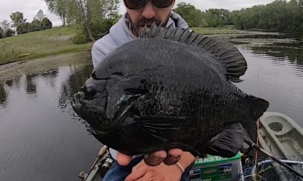 Angler Jigs Up Ridiculously Chunky Hybrid Bluegill From Small Farm Pond