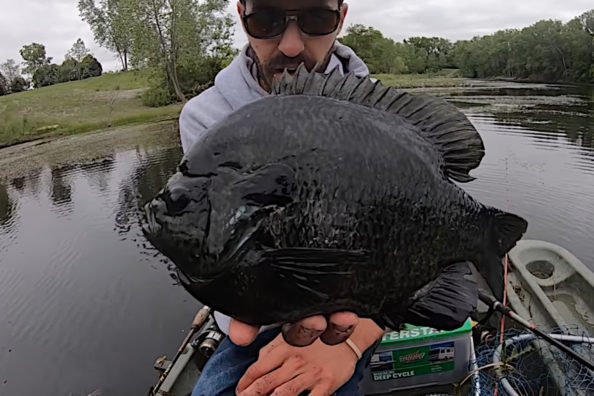 Angler Jigs Up Ridiculously Chunky Hybrid Bluegill From Small Farm Pond