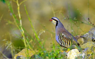 Chukar Hunting: What You Need to Know Before You Go