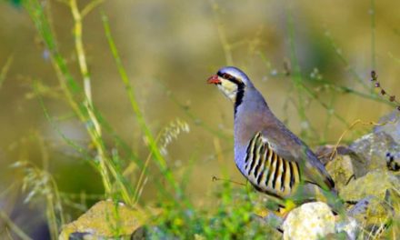 Chukar Hunting: What You Need to Know Before You Go