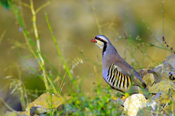 Chukar Hunting: What You Need to Know Before You Go