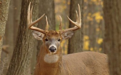 Deer Sounds: Making Sense of the Noises You Hear in the Deer Woods