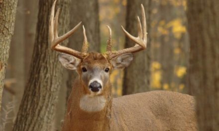 Deer Sounds: Making Sense of the Noises You Hear in the Deer Woods