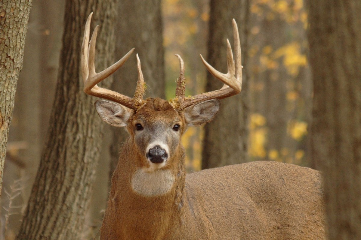 Deer Sounds Making Sense of the Noises You Hear in the Deer Woods Outdoor Enthusiast