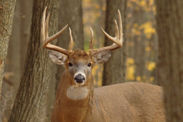 Deer Sounds: Making Sense of the Noises You Hear in the Deer Woods