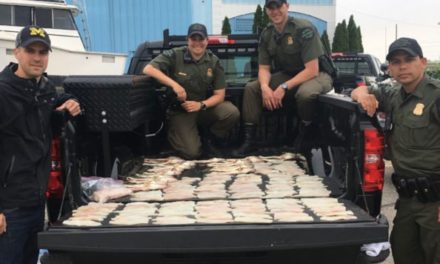 Flashback to When Poachers Took 75 Walleyes From Detroit River