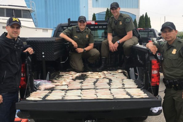 Flashback to When Poachers Took 75 Walleyes From Detroit River