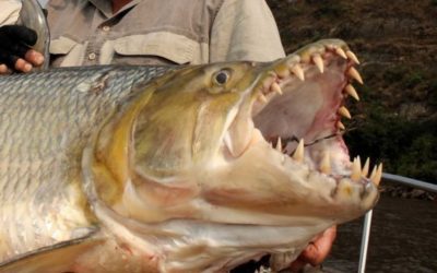 Goliath Tigerfish: Description, Plus Info on Fishing for the Freshwater Predator