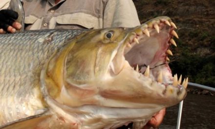 Goliath Tigerfish: Description, Plus Info on Fishing for the Freshwater Predator